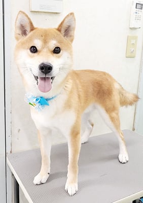 米田コロ助ちゃん