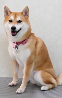 小村ユズちゃん