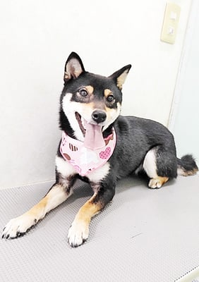 西元風子ちゃん