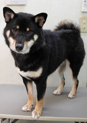 貴島ボタンちゃん