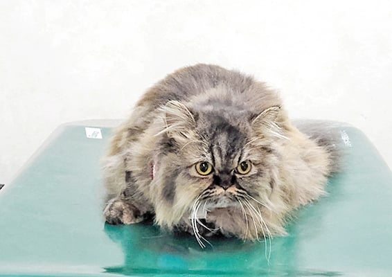 松原ふくちゃん