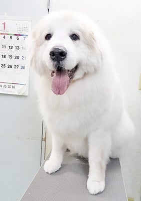 田代メイちゃん