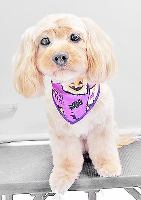 寺園ヴィヴィちゃん