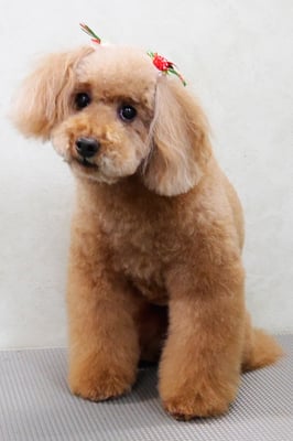 上小鶴チェリーちゃん