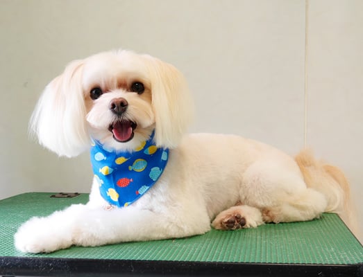 大脇ココアちゃん