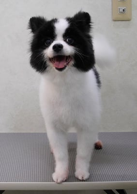 森崎マリアンちゃん