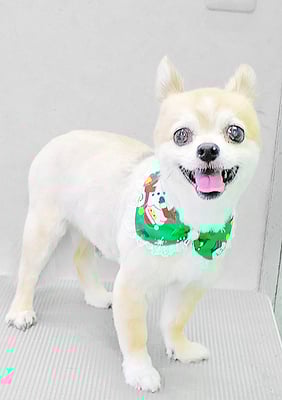 湯場崎リッキーちゃん