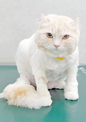 大良ランちゃん