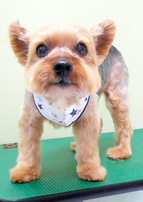 中野ルパンちゃん