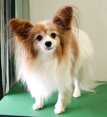 児島ヴィヴィアンちゃん