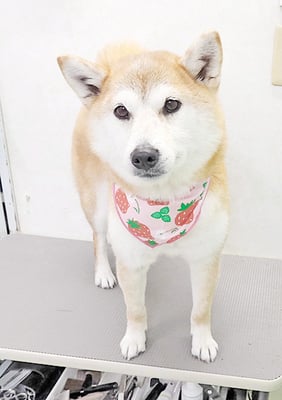 川﨑すももちゃん