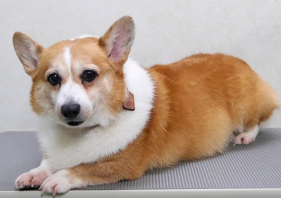 國生ラッシュちゃん