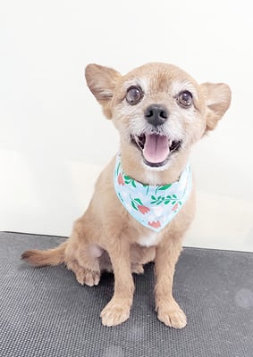 助村ルウちゃん