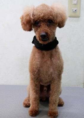 前田ソルファちゃん