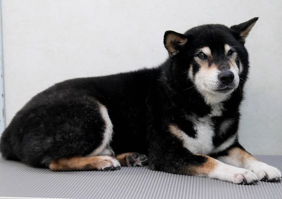 和田ランマルちゃん