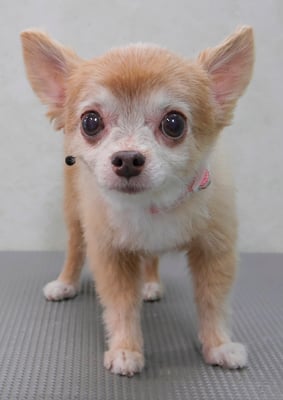 江上ベベちゃん