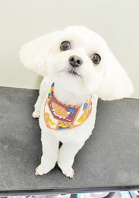 前原バニラちゃん