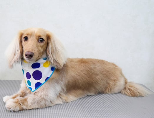 片山マルルちゃん