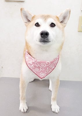 川﨑すももちゃん