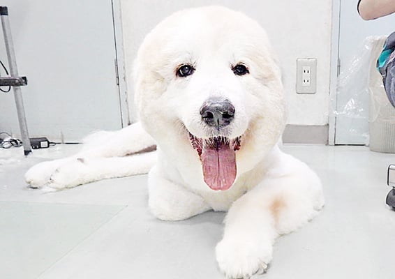 田代メイちゃん