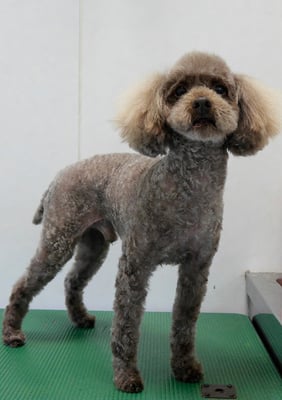 内薗ココアちゃん