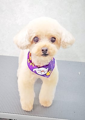 辻チロルちゃん