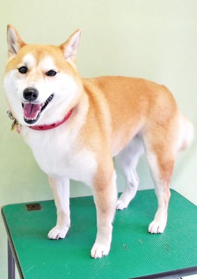 小村ゆずちゃん