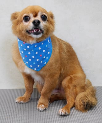 若松コロちゃん