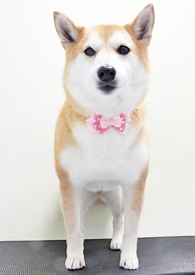 小村ゆずちゃん