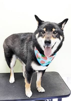 貴島ボタンちゃん