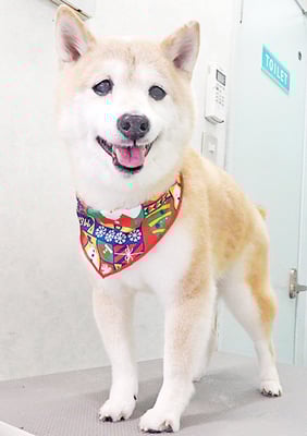 中森ラフちゃん