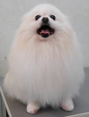 森崎ピュアちゃん