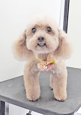 福田ダイアリーちゃん