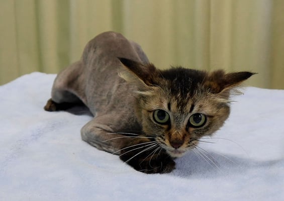 一本桜クーちゃん(カット後)