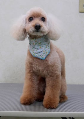 伊集院ペロちゃん