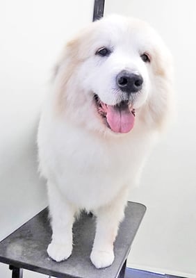 田代メイちゃん