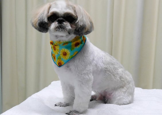 飯田シシマルちゃん