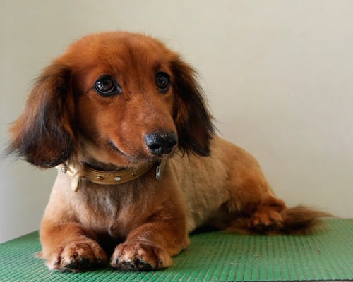 田尻コスモちゃん