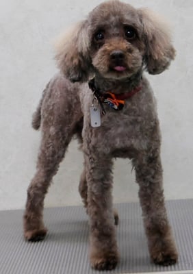 内薗ココアちゃん