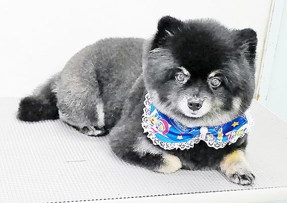 福山ポパイちゃん