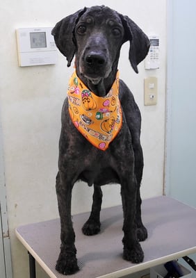 瀬戸山ココアちゃん