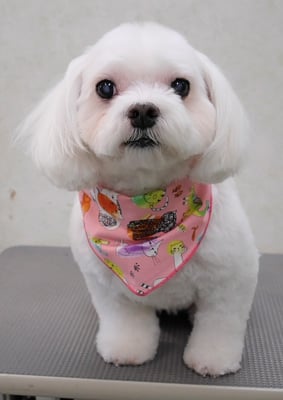 田代ジャスミンちゃん