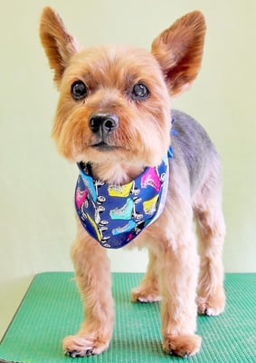 中野ルパンちゃん