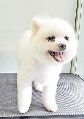 八木ピュアちゃん