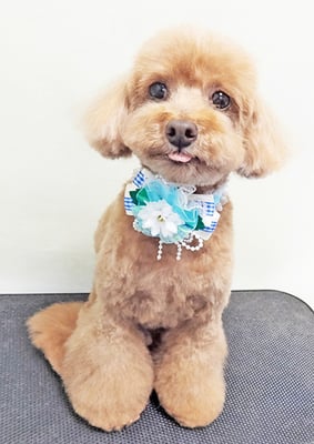 平田小鉄ちゃん