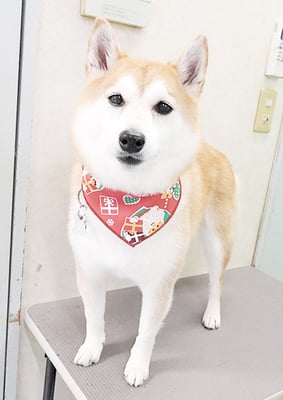 小村ゆずちゃん