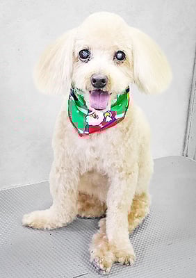 北チャ子ちゃん