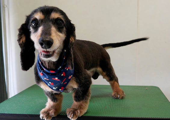 齊野平サンジちゃん