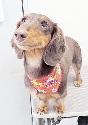 楠畑ルークちゃん