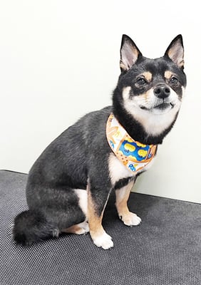 中尾あんずちゃん